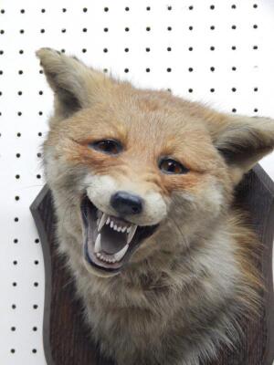 A taxidermied fox head and neck by Spicer & Sons of Leamington SPa - 2