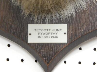 A taxidermied fox head and neck by Spicer & Sons of Leamington SPa - 3