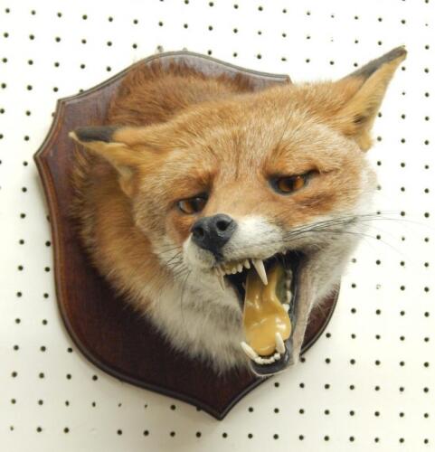 A taxidermied fox head and neck by A.J. Armistead of Darlington