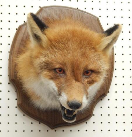 A taxidermied fox head and neck