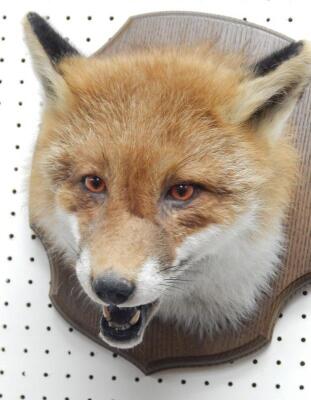 A taxidermied fox head and neck - 2