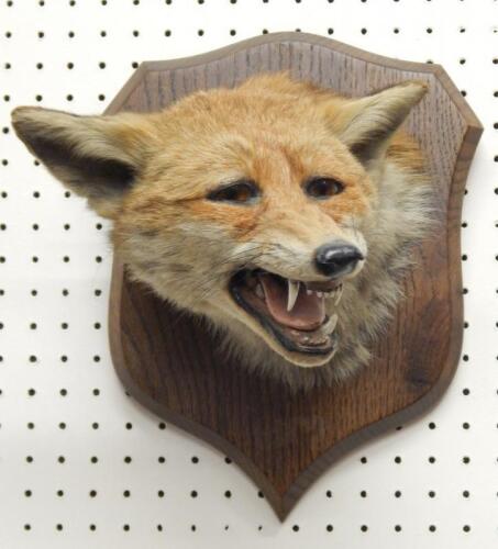 A taxidermied fox head and neck by Spicer & Sons of Leamington Spa