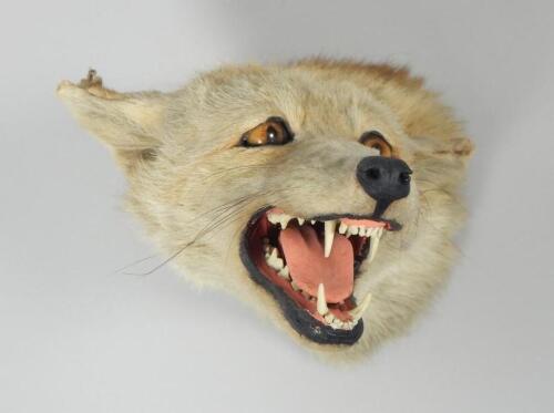 A taxidermied fox head and neck