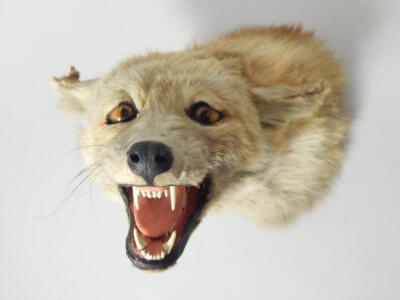 A taxidermied fox head and neck - 2