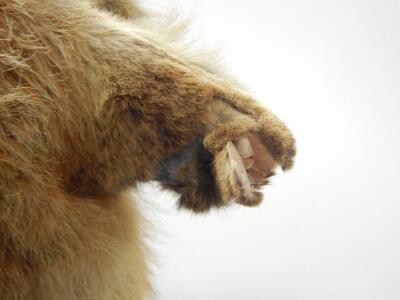 A taxidermied fox head and neck - 3