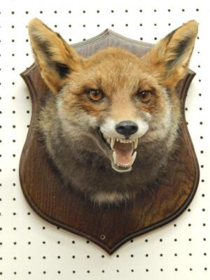 A taxidermied fox head and neck