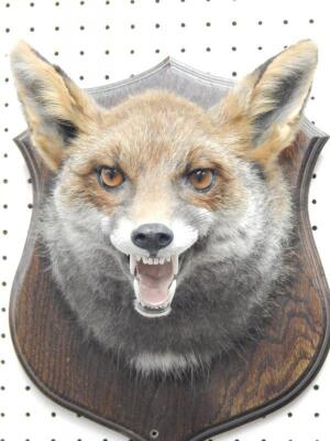 A taxidermied fox head and neck - 2