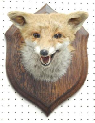 A taxidermied fox head and neck by Roland Ward