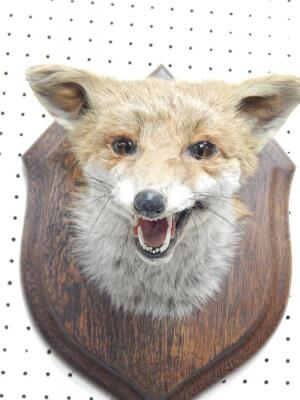 A taxidermied fox head and neck by Roland Ward - 2