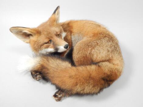 A taxidermied full fox