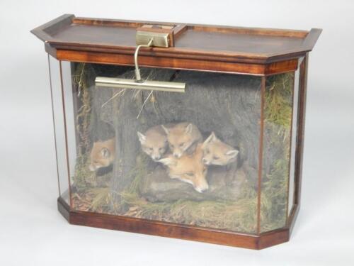 An unusual taxidermied fox group