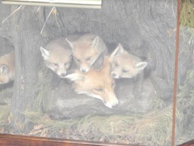 An unusual taxidermied fox group - 2