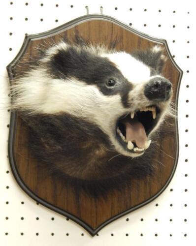 A taxidermied badgers head