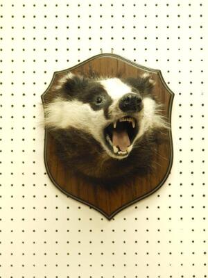 A taxidermied badgers head - 2