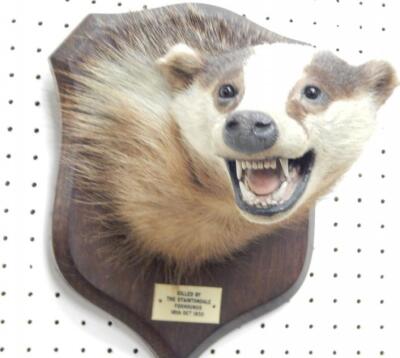 A taxidermied badgers head by Spicer & Sons of Leamington Spa - 3