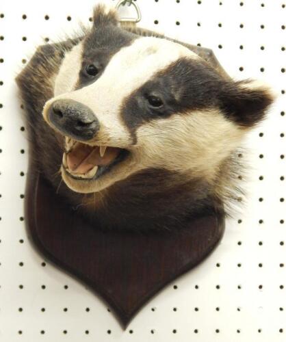 A taxidermied male badger