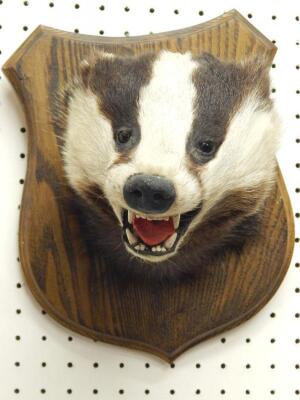 A taxidermied badgers head