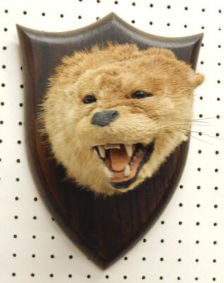 A taxidermied otter by Spicer of Leamignton Spa