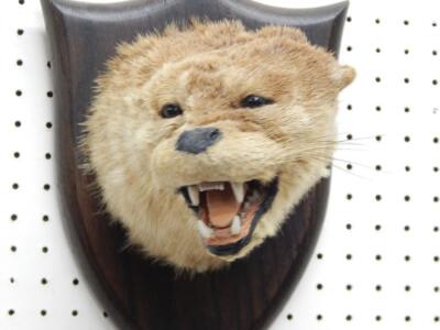 A taxidermied otter by Spicer of Leamignton Spa - 2