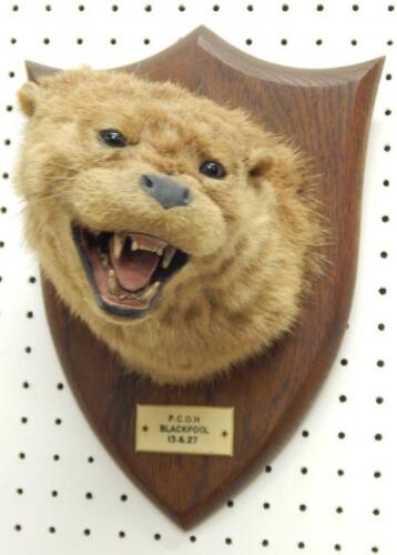 A taxidermied otter by Spicer of Leamington Spa