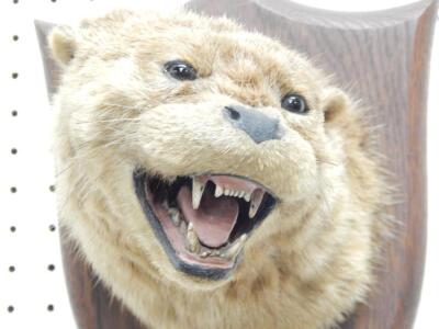 A taxidermied otter by Spicer of Leamington Spa - 3