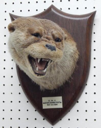 A taxidermied otter by Spicer of Leamington Spa