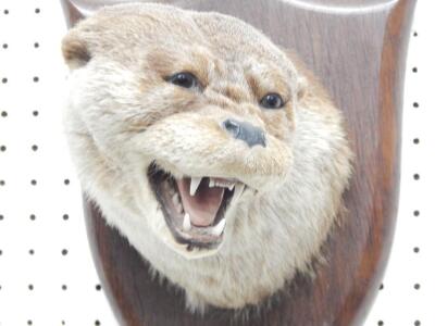 A taxidermied otter by Spicer of Leamington Spa - 2