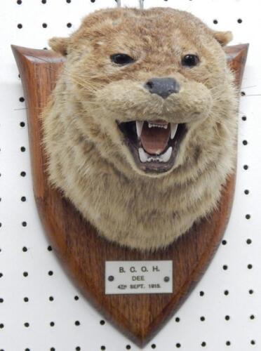 A taxidermied otter by Spicer of Leamington Spa