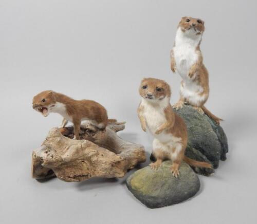 Three taxidermied stoats