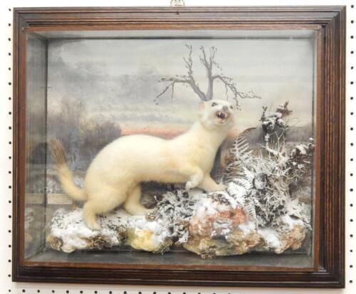 A taxidermied albino weasel