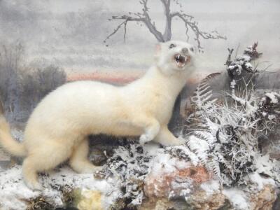 A taxidermied albino weasel - 2