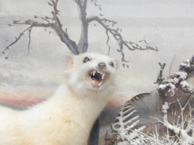 A taxidermied albino weasel - 3