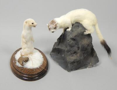 A taxidermied albino weasel and a taxidermied albino stoat