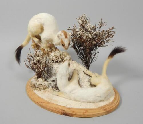 A pair of taxidermied stoats