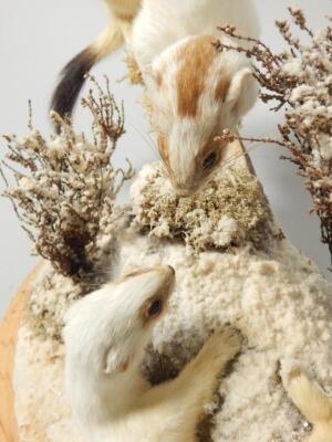 A pair of taxidermied stoats - 2