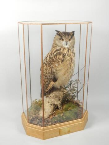 A taxidermied male eagle owl by Mike Gadd of Boston Spa