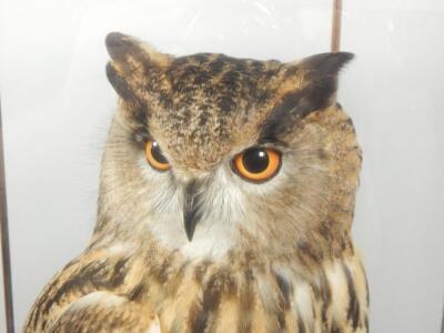 A taxidermied male eagle owl by Mike Gadd of Boston Spa - 2