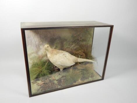 A taxidermied female pheasant by Spicer & Sons of Leamington Spa