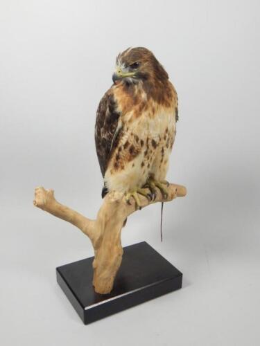 A taxidermied red tailed Hawk Ring