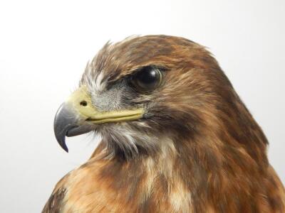 A taxidermied red tailed Hawk Ring - 2