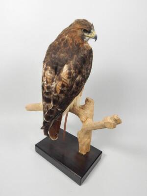 A taxidermied red tailed Hawk Ring - 3