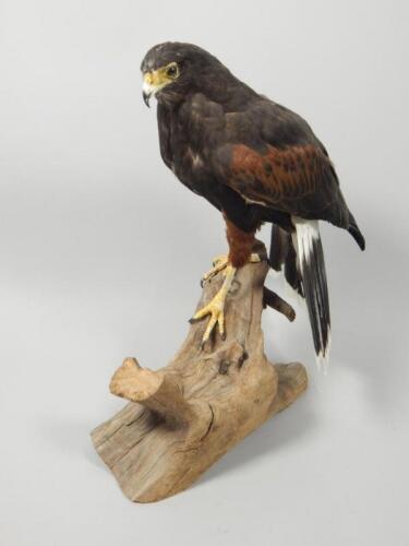 A taxidermied Harris hawk