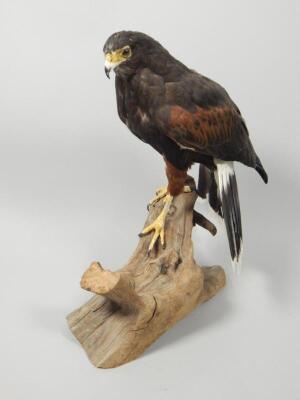 A taxidermied Harris hawk