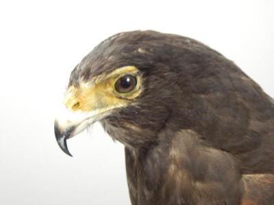 A taxidermied Harris hawk - 2