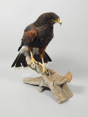 A taxidermied Harris hawk - 3