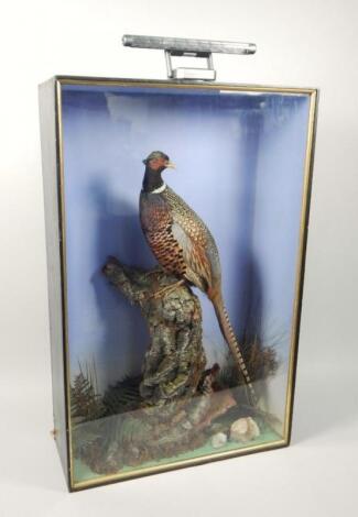 A taxidermied cock pheasant