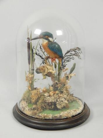 A taxidermied kingfisher