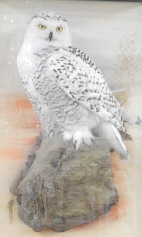 A taxidermied snowy owl