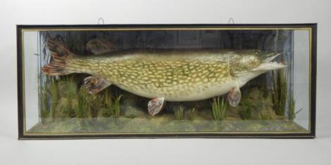 A taxidermied large pike