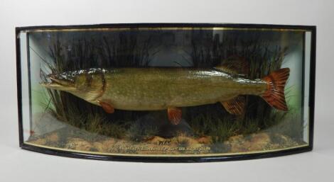 A taxidermied pike by W.F. Homer of London